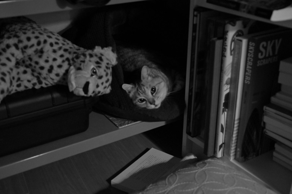 和声にも人の個性や春の雪、5km, 20260310