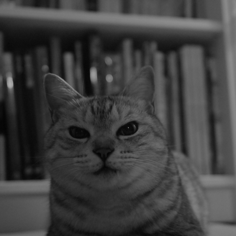 きさらぎの花は野に咲き庭に咲き、0km, 20260312