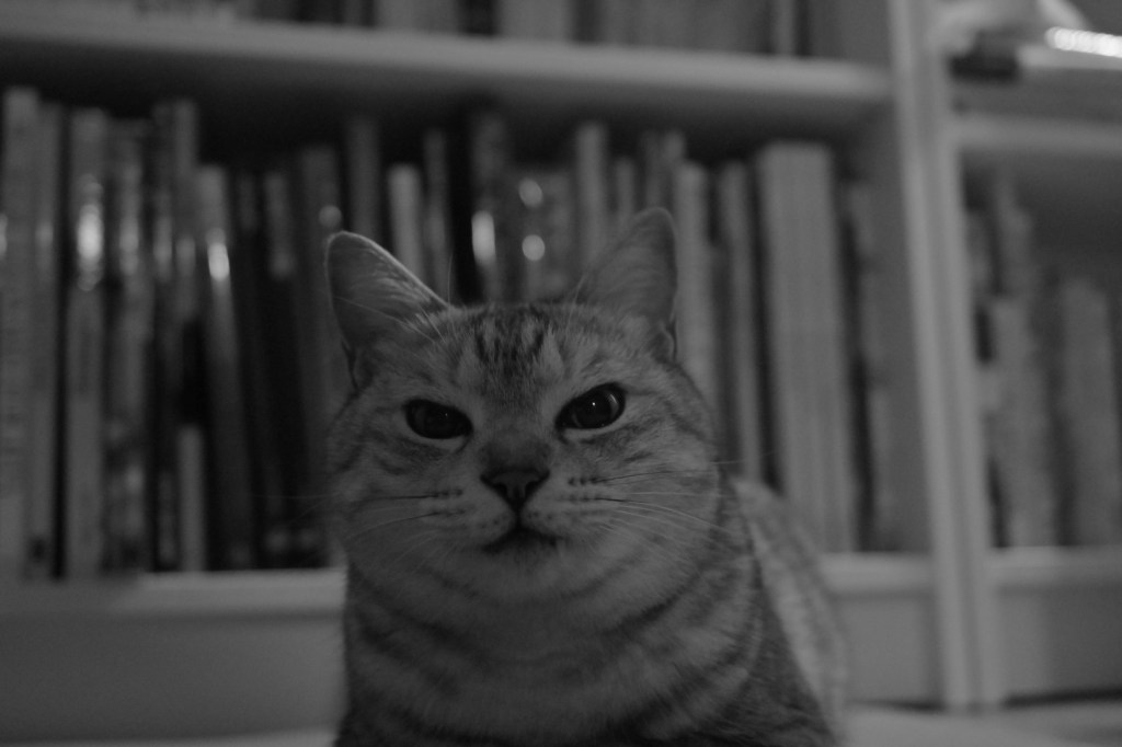 きさらぎの花は野に咲き庭に咲き、0km, 20260312