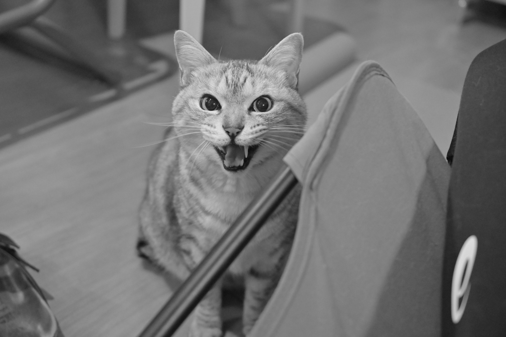 子供らは並んで歩き初音かな、42km, 20260314