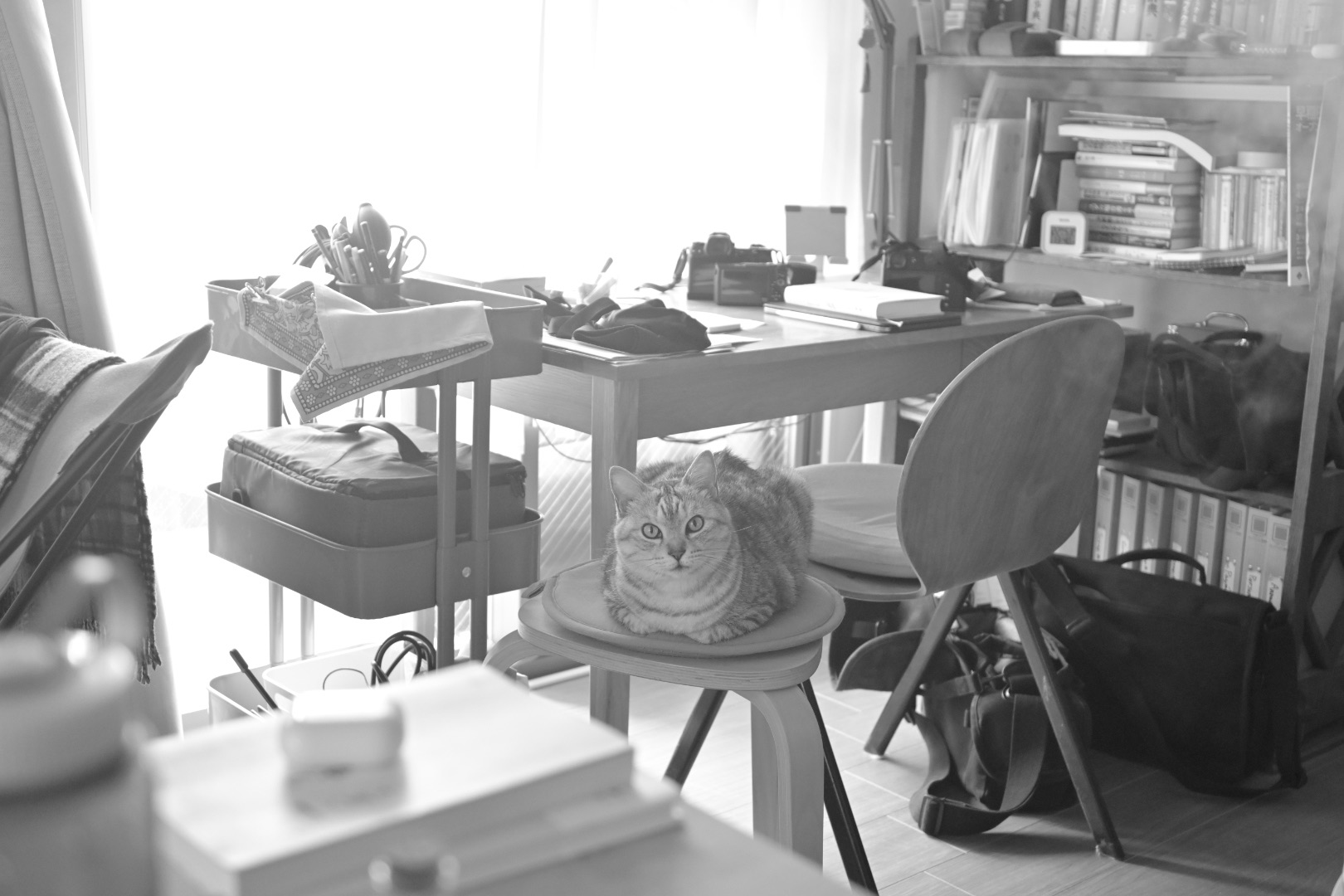 猫を抱き昏睡に入る春の昼、0km, 20260322