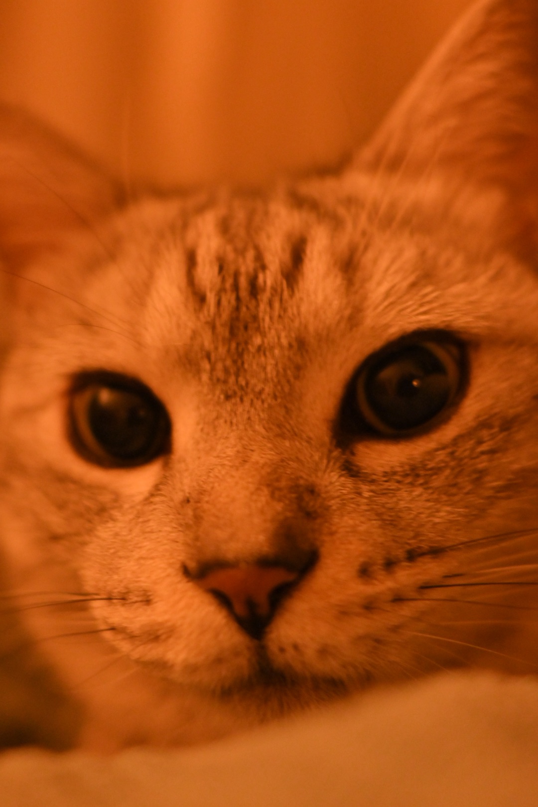 将来を思案して食ふつくしんぼ、0km, 20260328