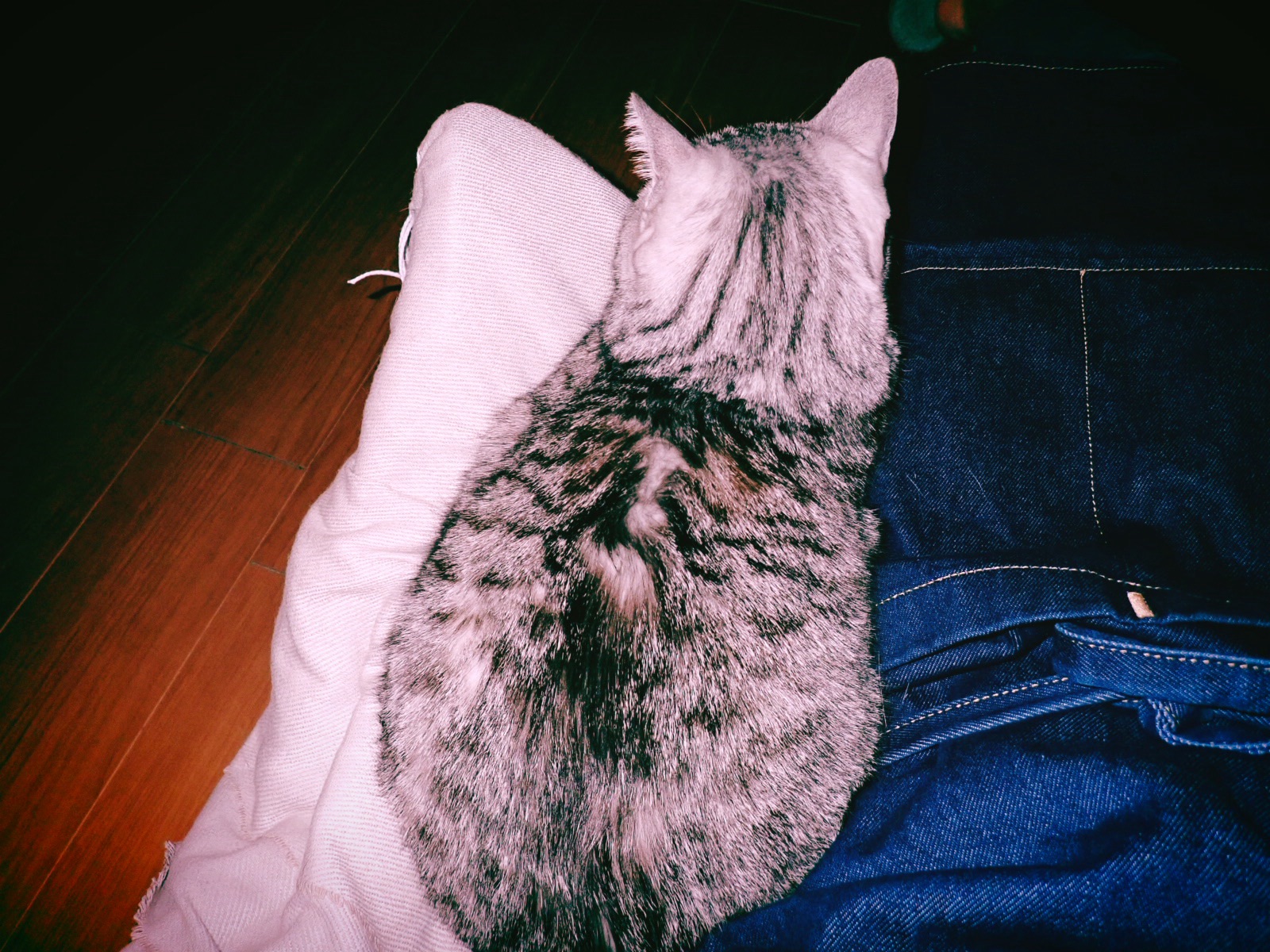 かくすればかくなると知り飛ぶ蝶々、0km, 20260423