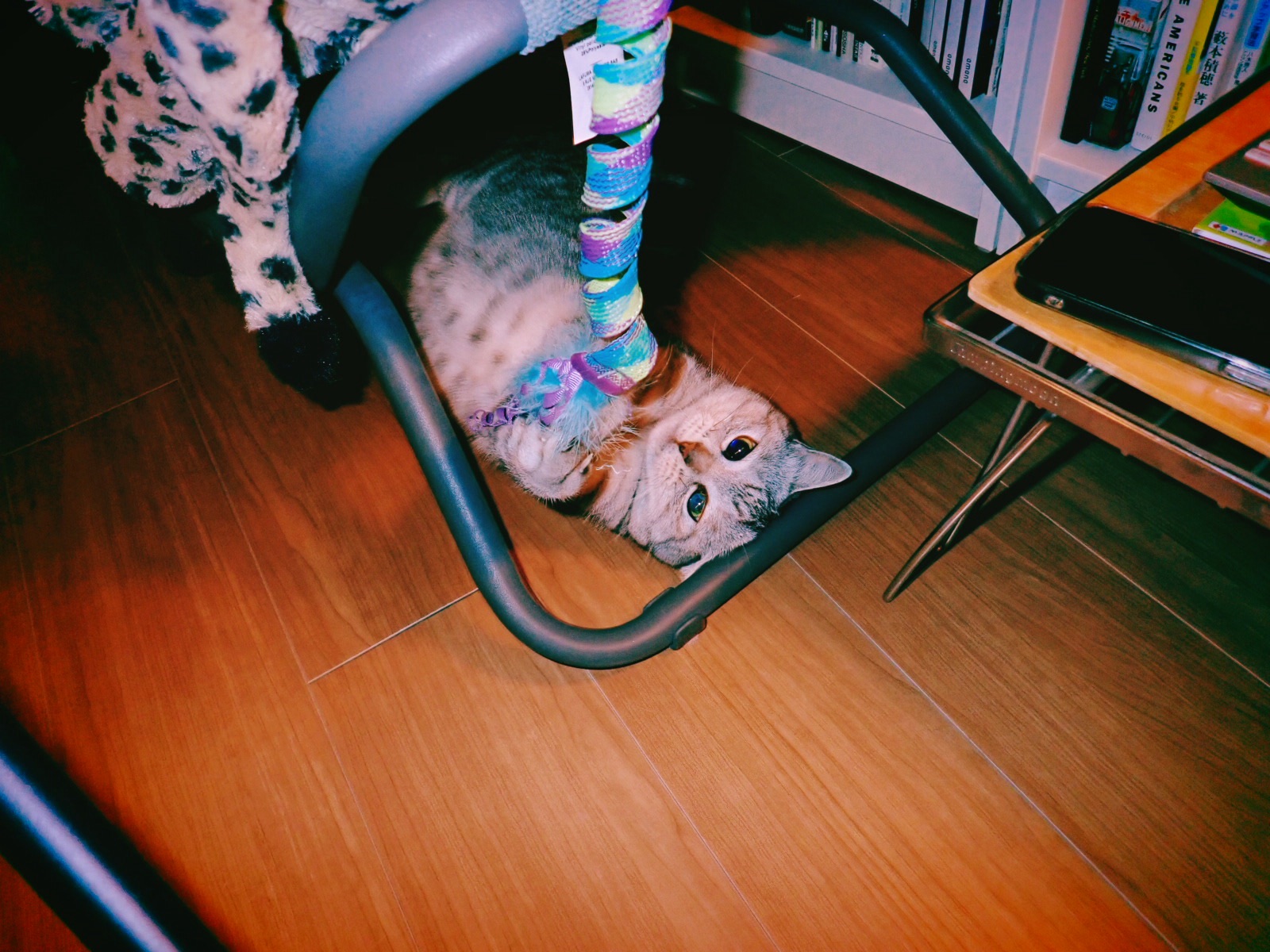 朝寝してわれ再生の気配あり、8km, 20260427