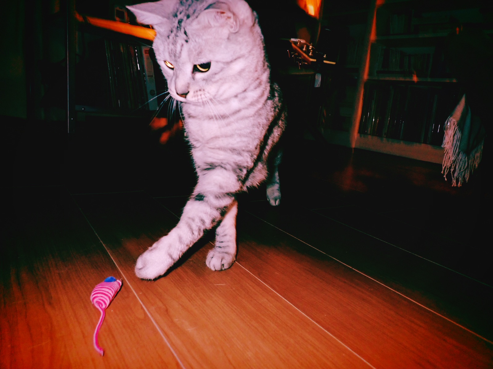 ぴたぴたと緑雨は肌に触りけり、8km, 20260429