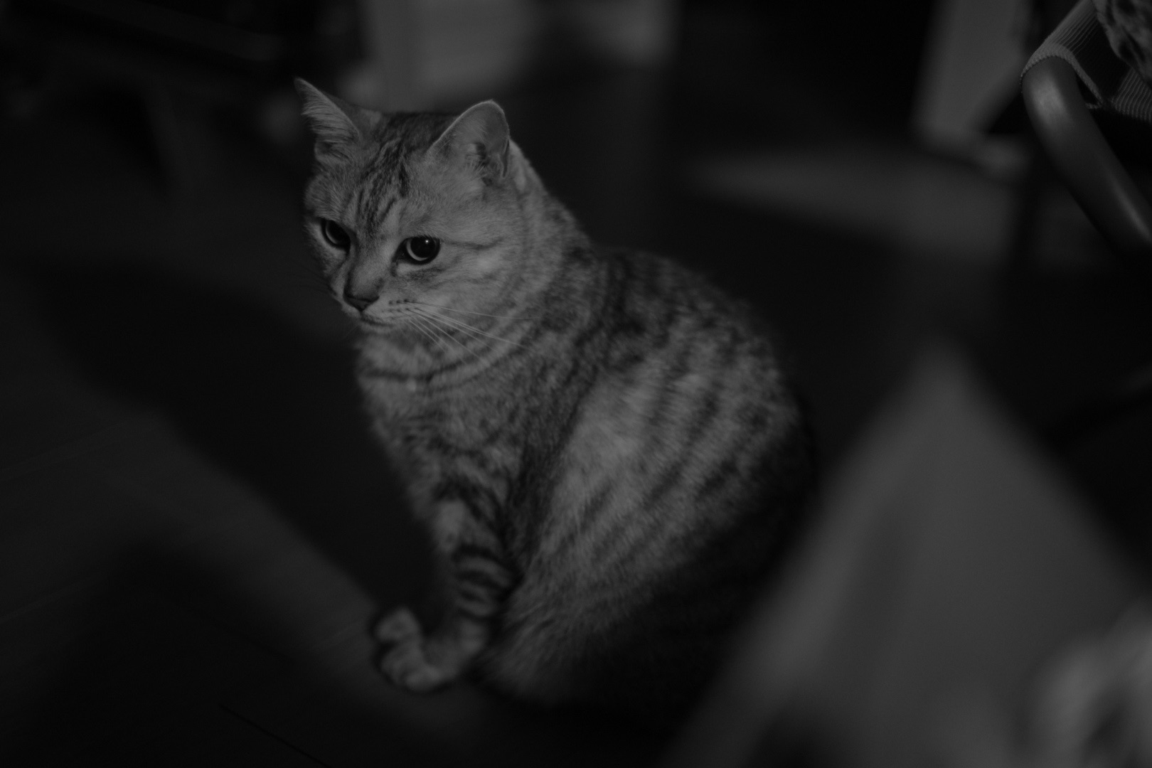 甘夏や積読減らぬ卓の上、0km, 20260331