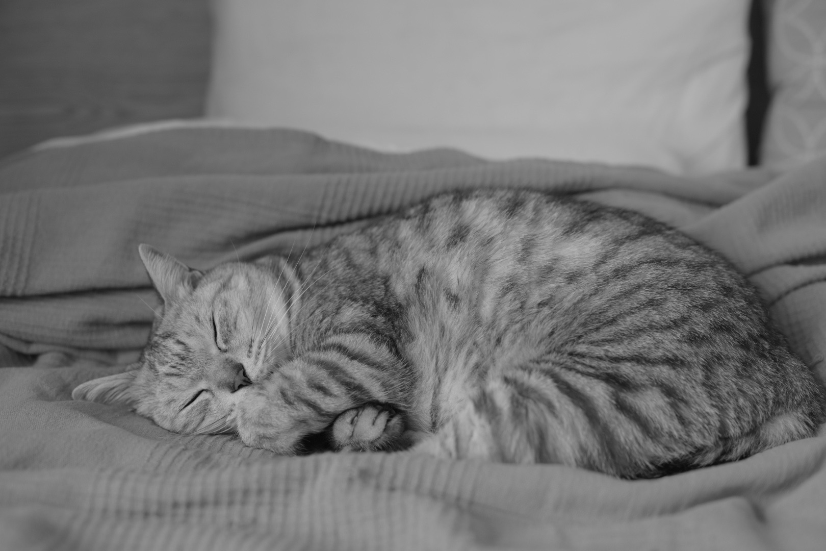 晩春や食ふより寝るの家の猫、0km, 20260404