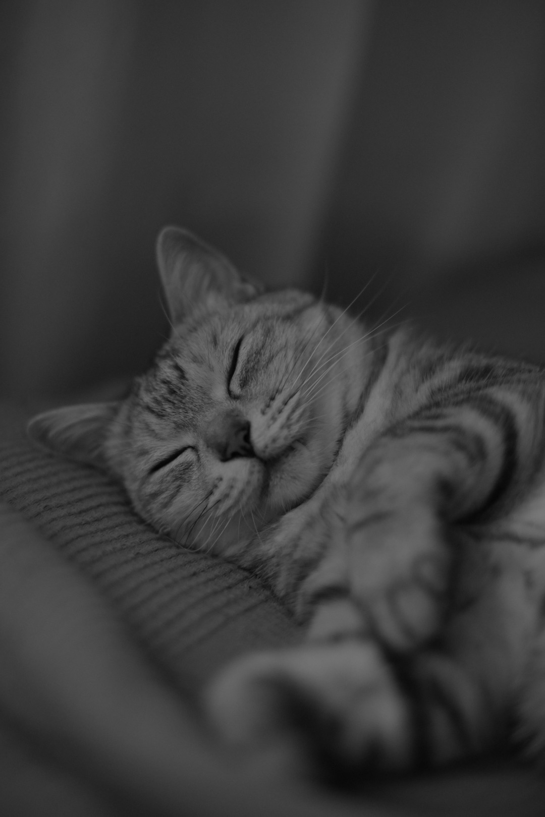 そばにゐる猫の不満や春惜しむ、0km, 20260412