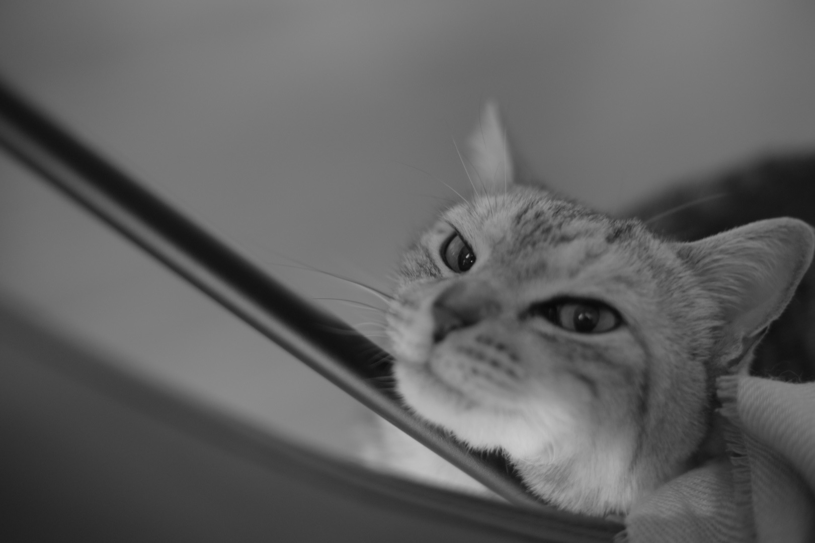 じつとして治る気がする春の風邪、0km, 20260413