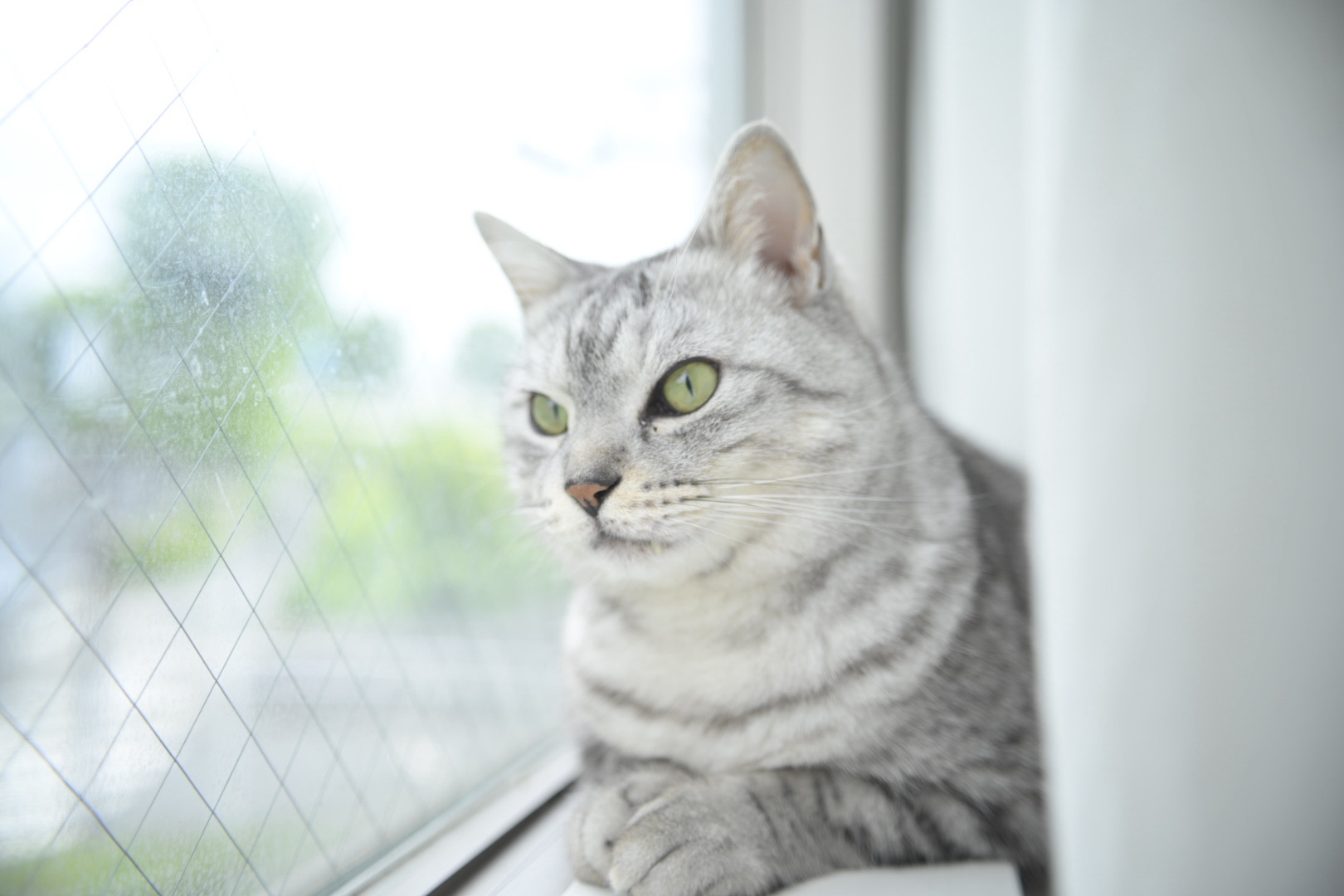 深き春猫より長く眠りけり、0km, 20260424