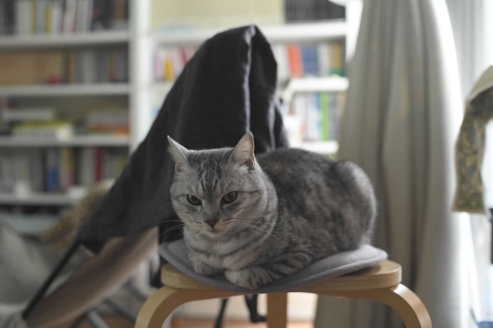 晩春の明るき部屋に臥せてをり、0km, 20260426