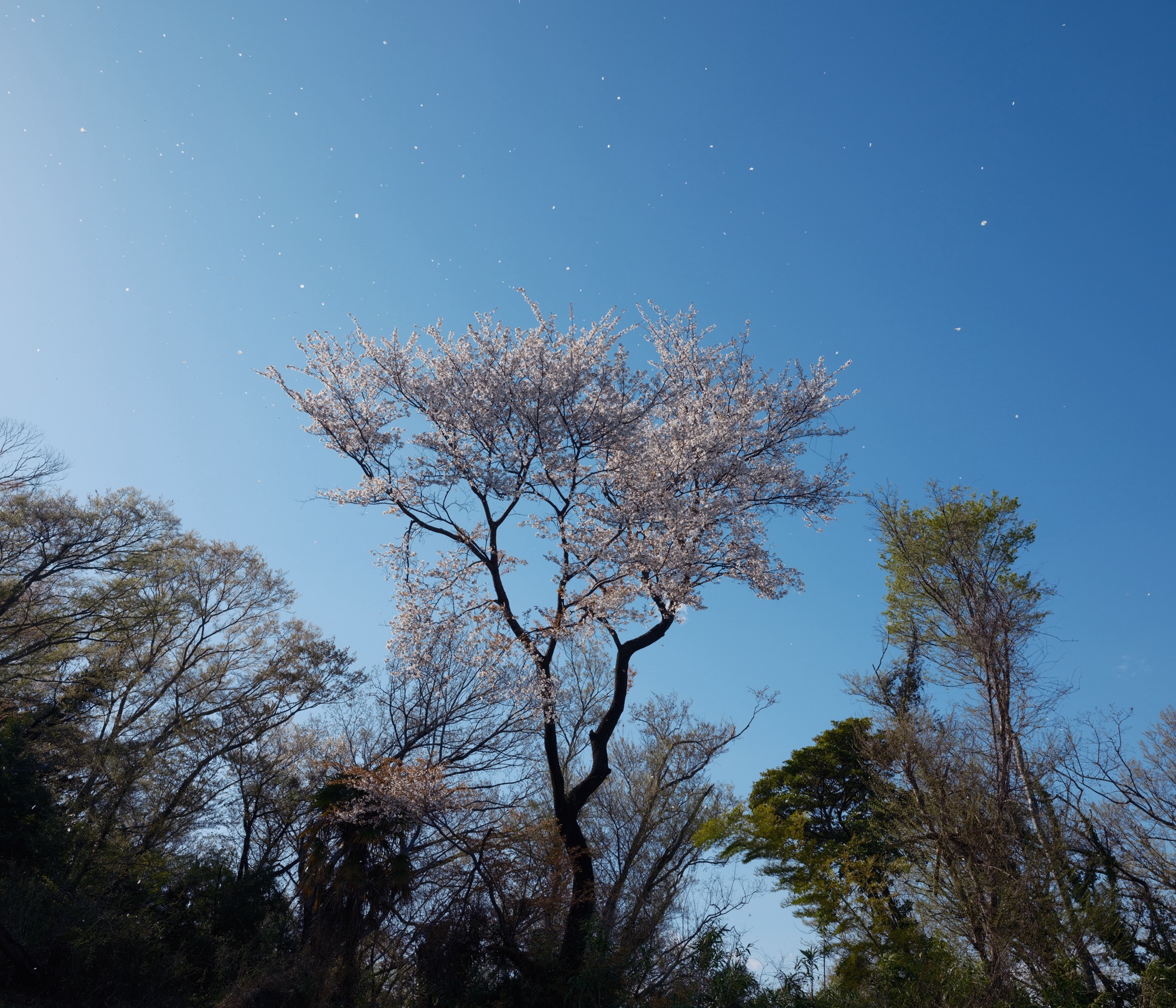谷川の詩のやうに散る山桜、7km, 20260402