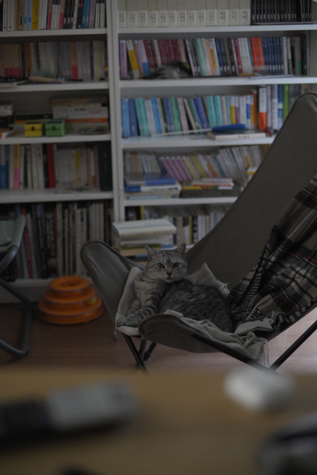 この部屋で猫に慕はれ夏来る、9km, 20260515