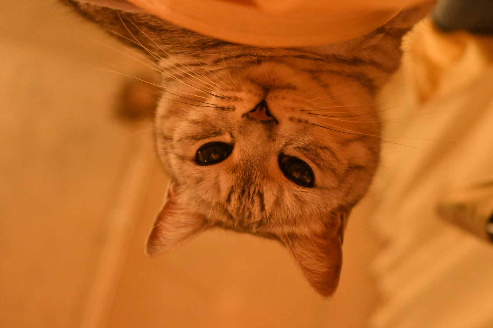 猫の尻撫でて過ぎ行く窓の春、9km, 20260504