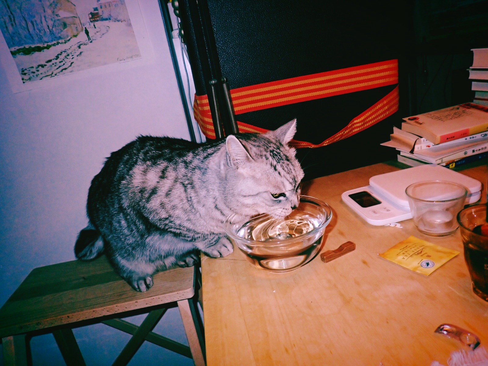 猫にうべなふてねぶるやつりしのぶ、0km, 20260628
