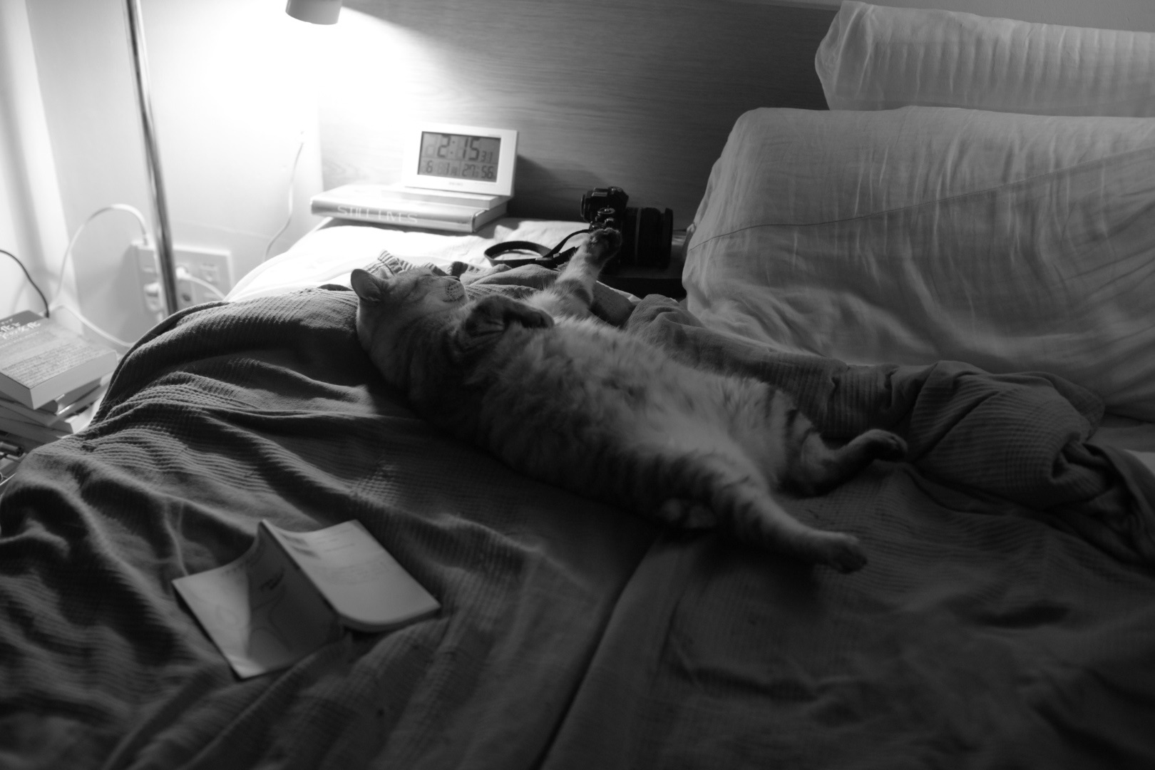 名の由を猫は知らずに聖五月、9km, 20260531