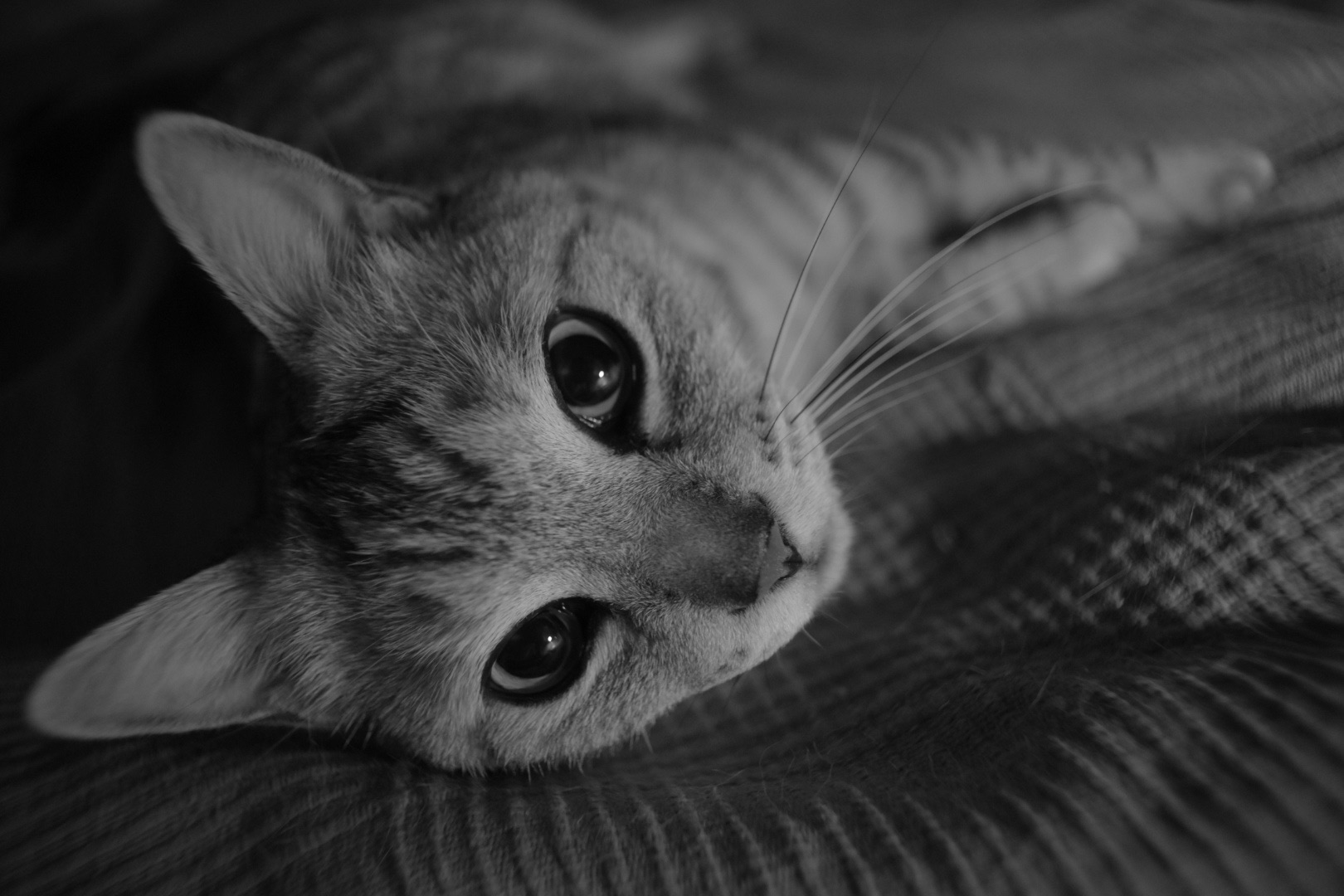 六月や尻尾の短き猫を愛づ、0km, 20260601