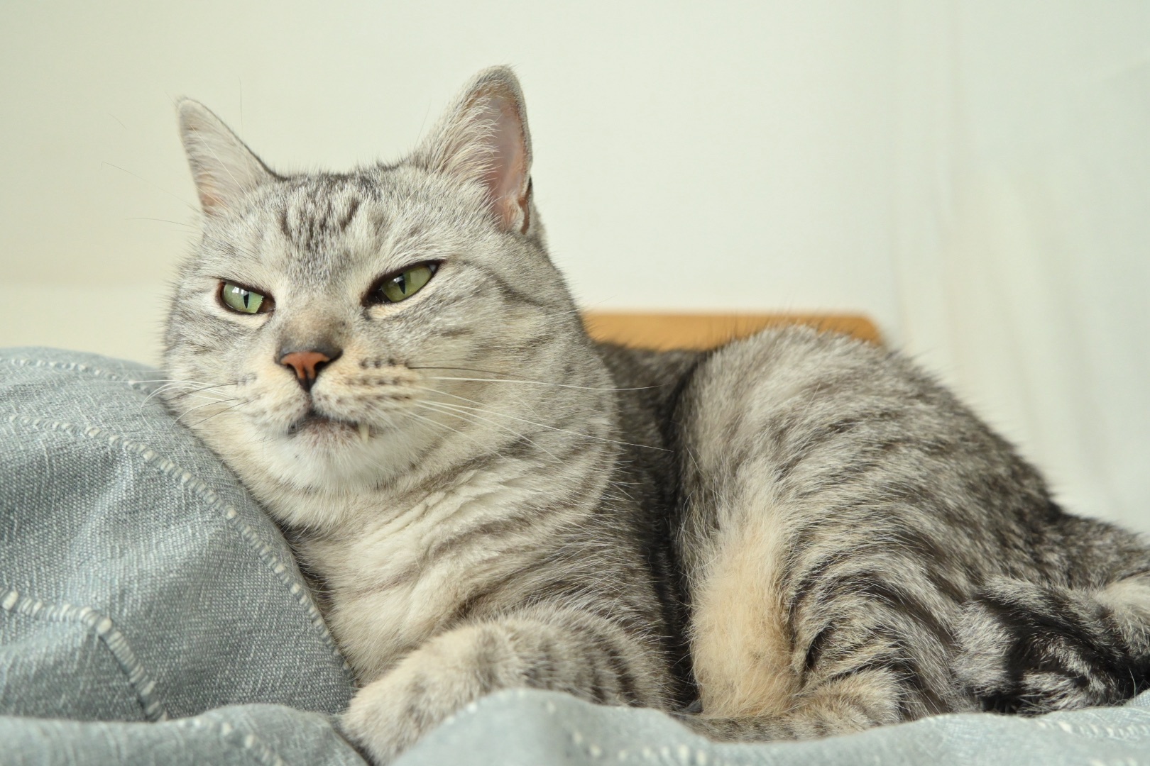 来客にトマト猫にはささみ出す、0km, 20260711