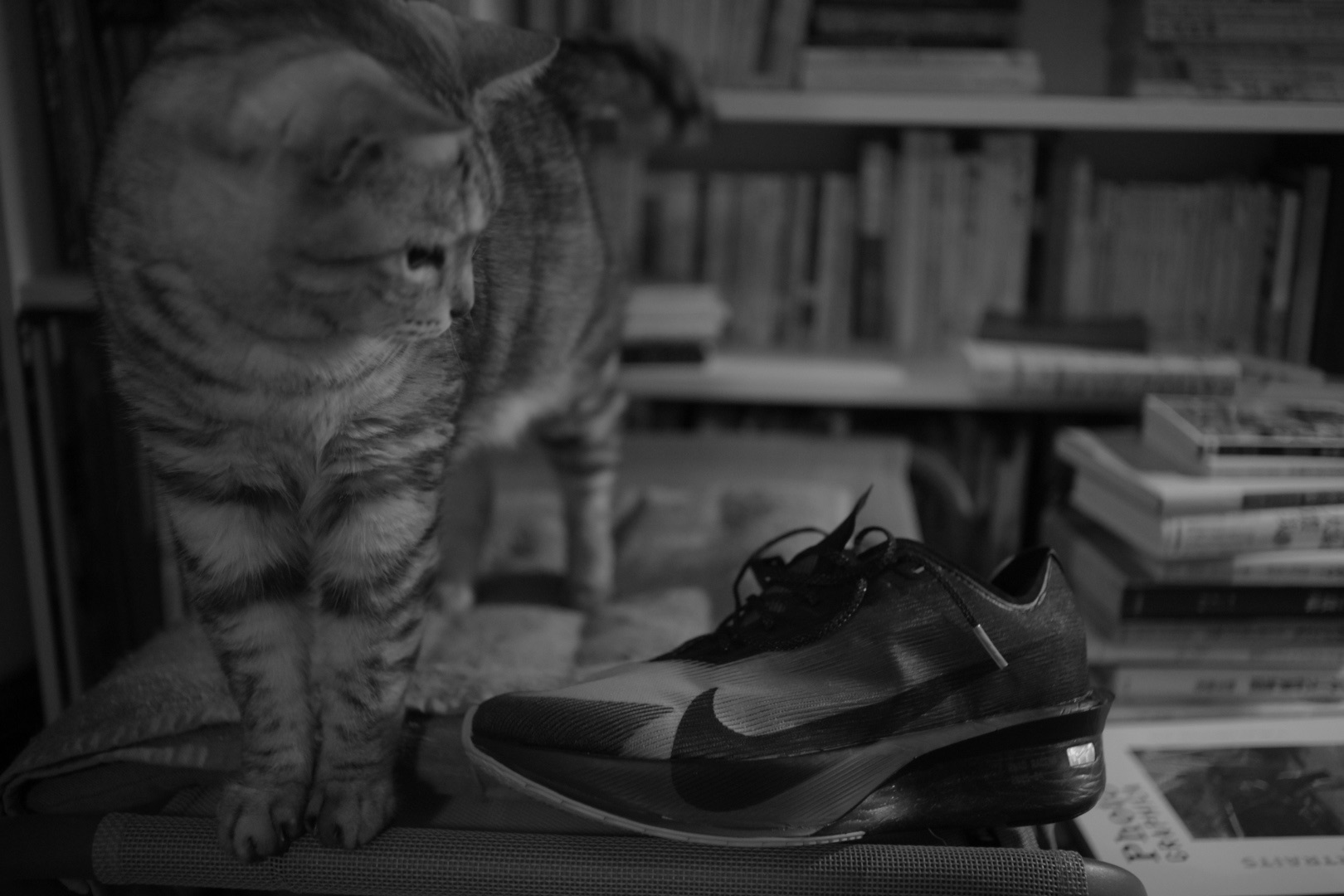 猫を揉むひとりよがりや鏡花の忌、10km, 20260907